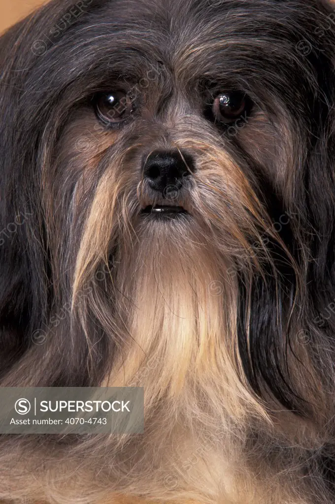 Domestic dog - Lhasa Apso portrait.
