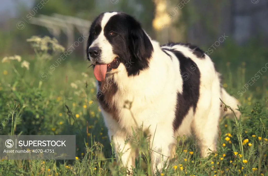 Domestic dog - Landseers / Newfoundland standing in field. 