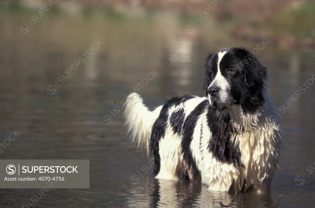 Domestic dog - Landseer / Newfoundland standing in shallow water.