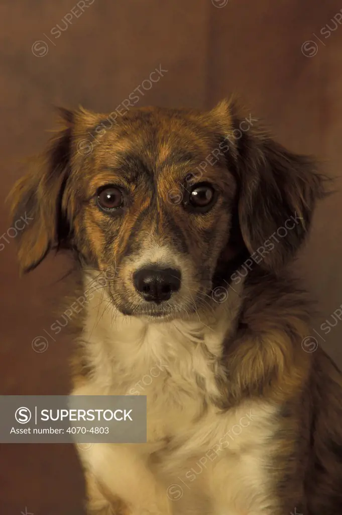 Domestic dog, mongrel portrait