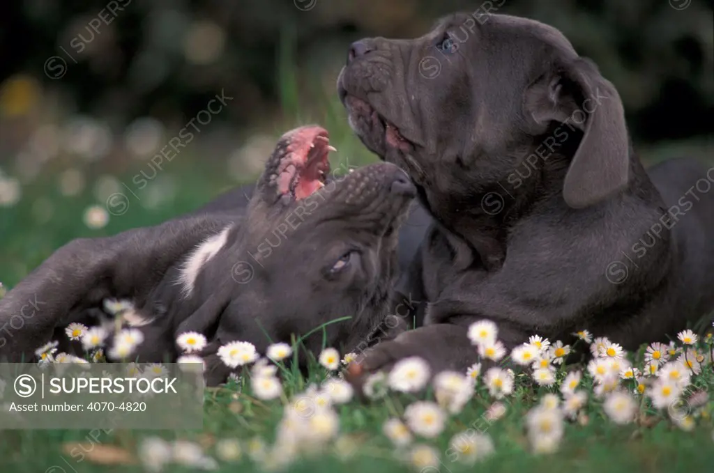 Domestic dog - black Neopolitan Mastiff puppies playing together among daisies.
