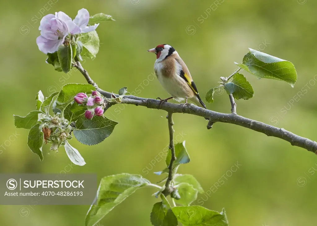Goldfinch (Carduelis carduelis) perched on a branch with spring blossom and buds, Sussex, UK. April.