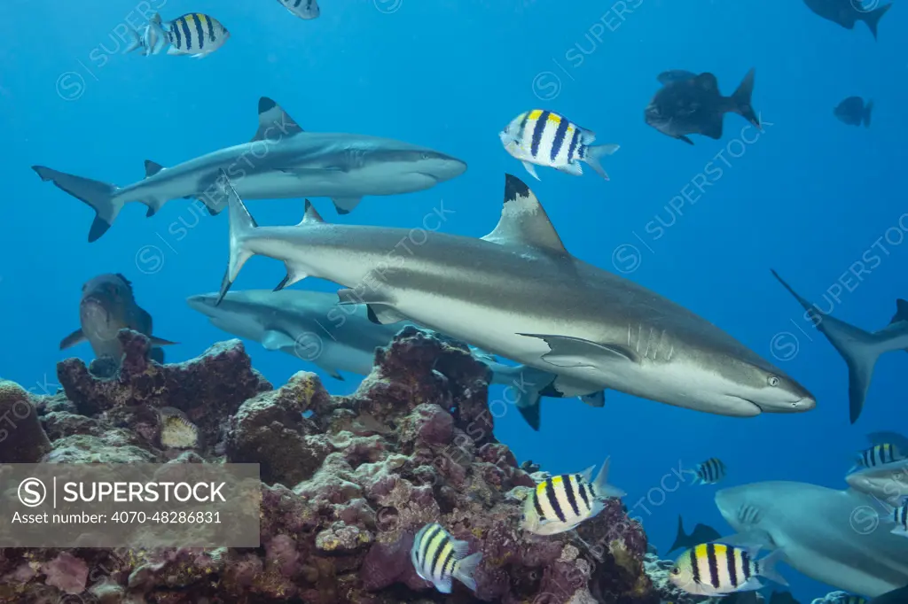 Blacktip reef sharks (Carcharhinus melanopterus) circling the reef surrounded by various reef fish, Yap, Micronesia, Pacific Ocean.