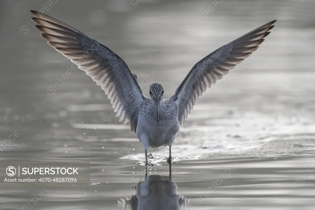Common greenshank (Tringa nebularia) wading in river with wings spread, Allahein River, The Gambia.