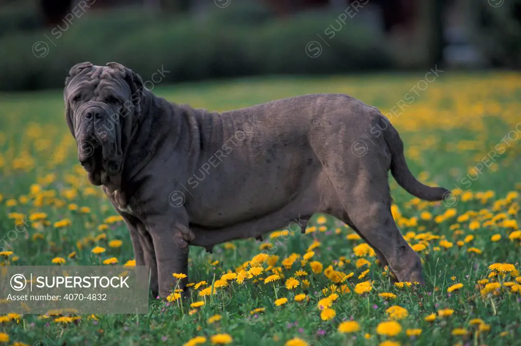 Domestic dog, grey Neopolitan Mastiff standing in field of dandelions.