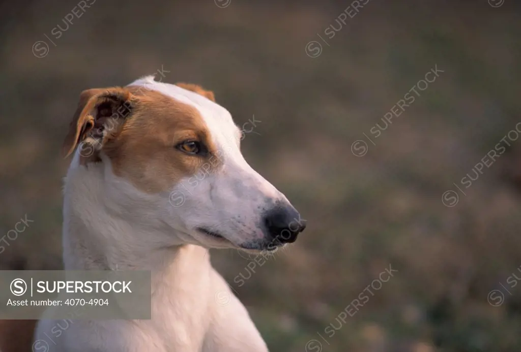 Domestic dog, Magyar Agr / Hungarian Greyhound portrait.