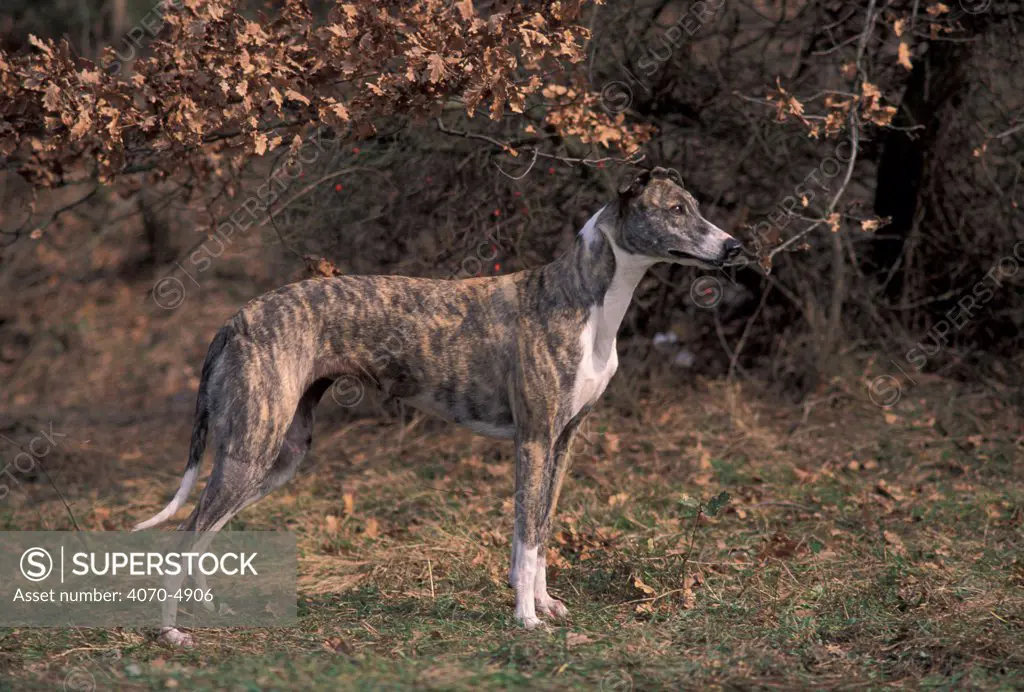 Domestic dog, Magyar Agr / Hungarian Greyhound standing in show stack / pose.