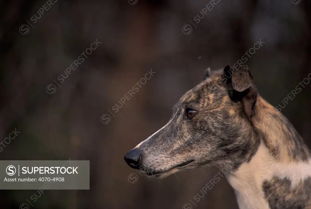 Domestic dog, brinlded Magyar Agr / Hungarian Greyhound face profile