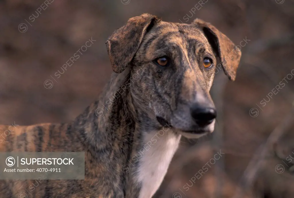 Domestic dog, brindled Magyar Agr / Hungarian Greyhound face