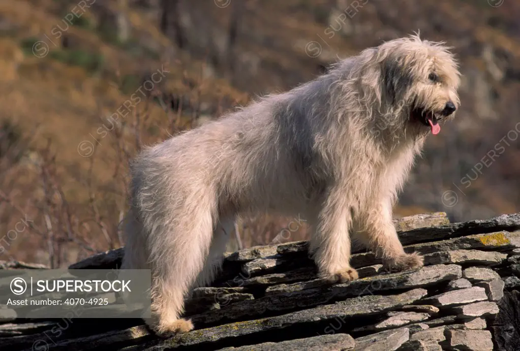 Domestic dog, Yugoslavian Shepherd Dog standing on slate roof.