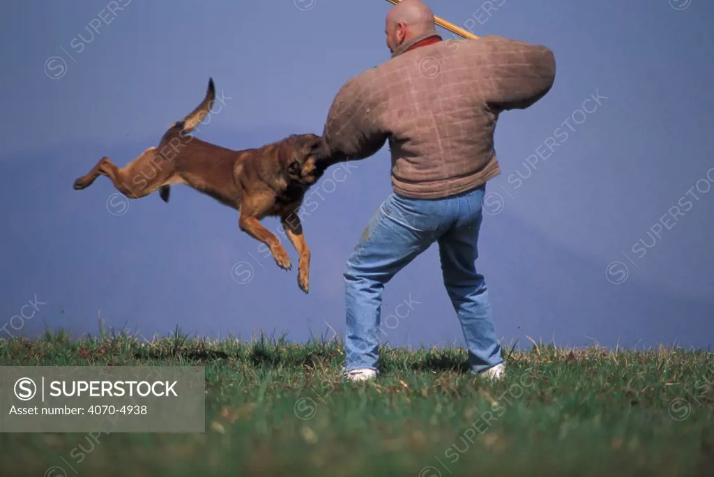 Domestic dog, Belgian Shepherd Dog / Malinois biting trainer's arm during aggression training.