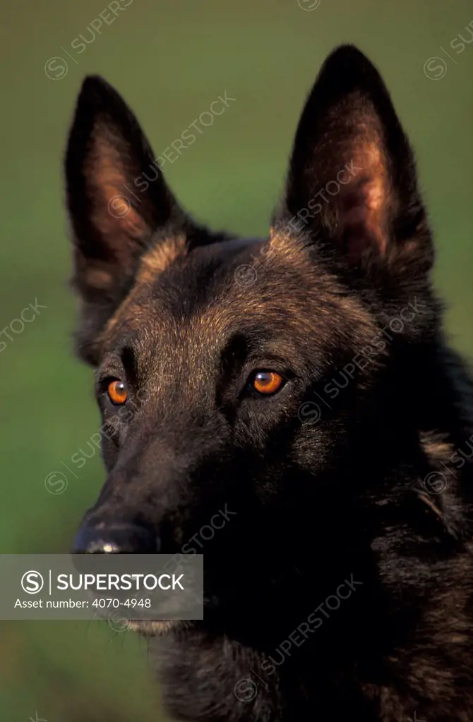 Domestic dog, Belgian Shepherd Dog / Malinois portrait.