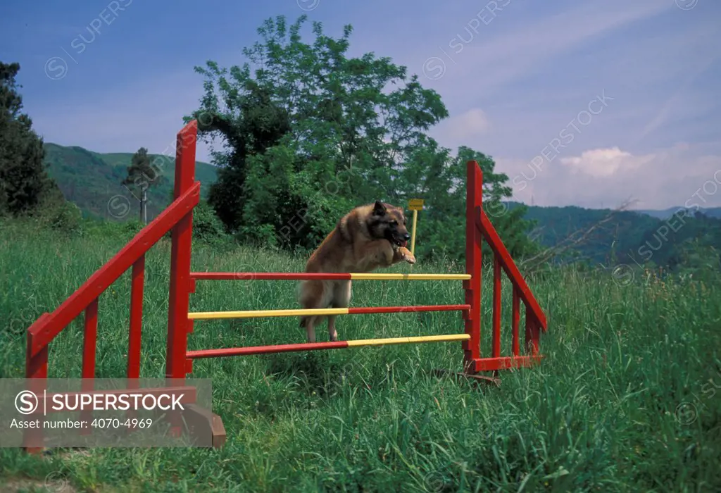 Domestic dog, Belgian Shepherd Dog / Malinois jumping over fence in an assault course.