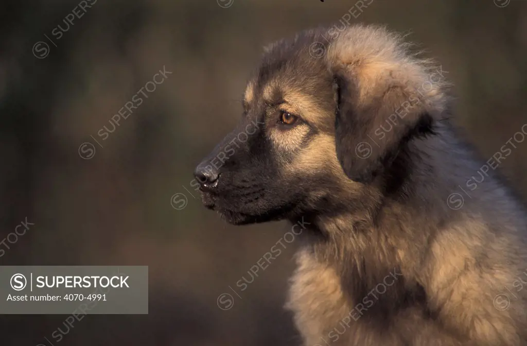 Domestic dog, Estrela Mountain Dog puppy profile.