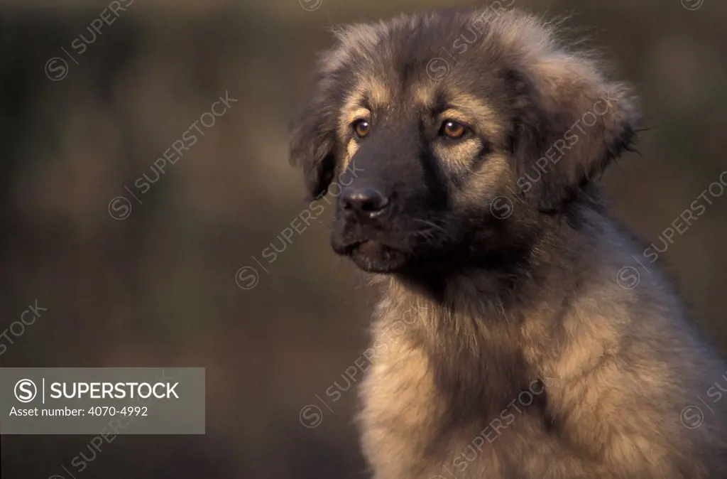 Domestic dog, Estrela Mountain Dog puppy portrait
