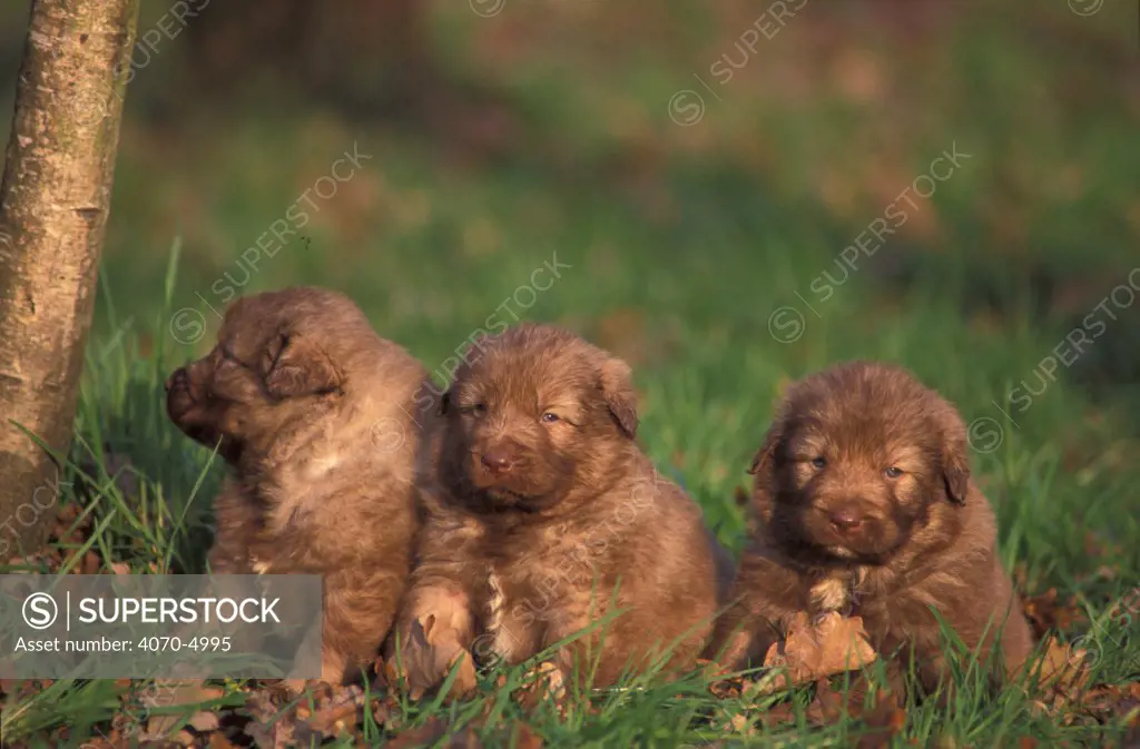 Domestic dogs, very young Estrela Mountain Dog puppies sitting on grass.