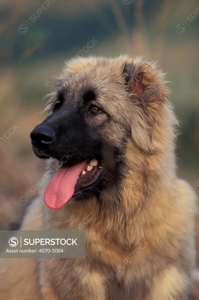 Domestic dog, Estrela Mountain Dog juvenile portrait