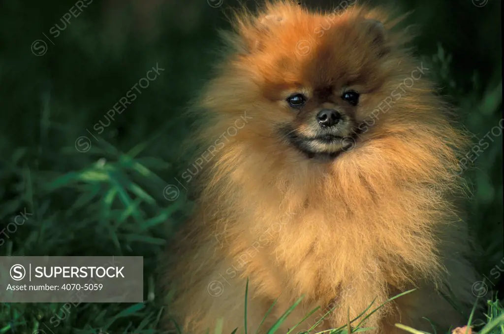 Portrait of Pomeranian Domestic dog