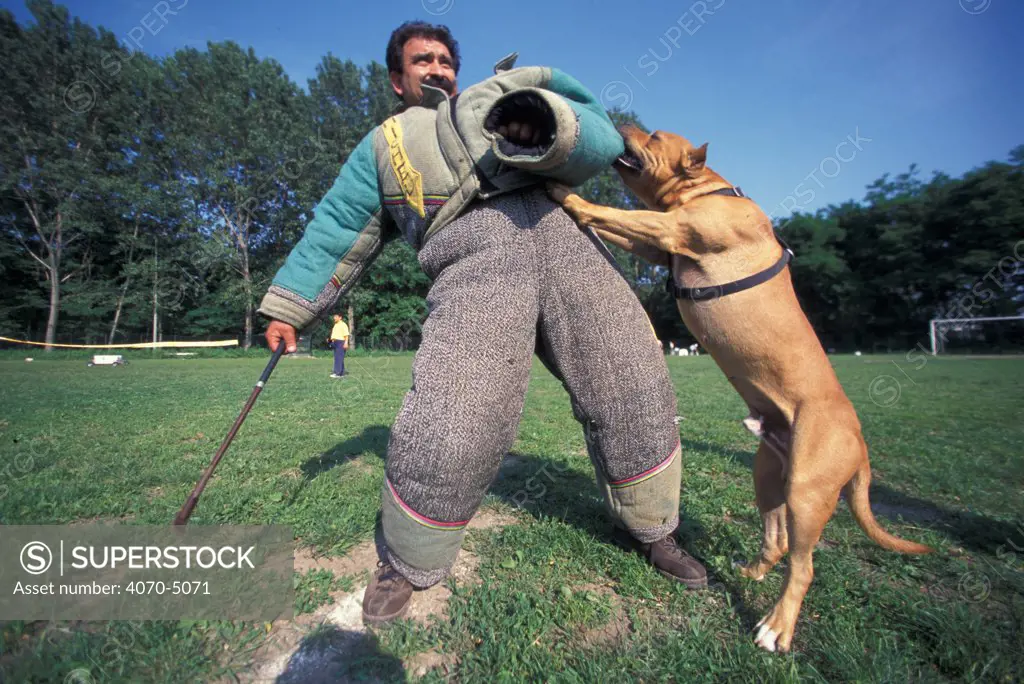 Domestic dog, Pit Bull terrier attacking person, wearing protective clothing, as part of training, USA. The Pit Bull Terrier is a breed banned in many countries.