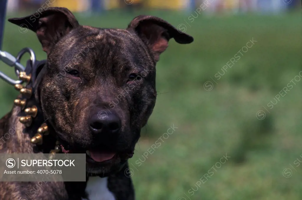 Domestic dog, Pit Bull terrier portrait on lead. The Pit Bull Terrier is a breed banned in many countries.