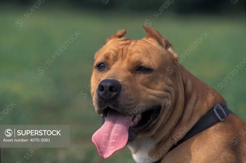 Domestic dog, Pit Bull terrier panting portrait. The Pit Bull Terrier is a breed banned in many countries.