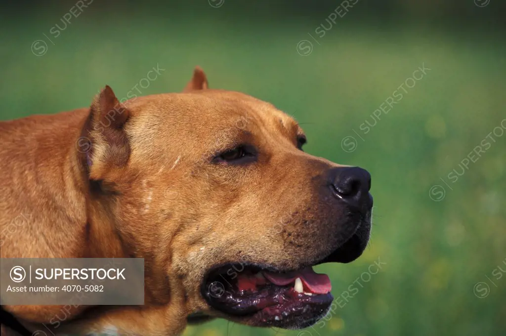 Domestic dog, Pit Bull terrier. The Pit Bull Terrier is a breed banned in many countries.