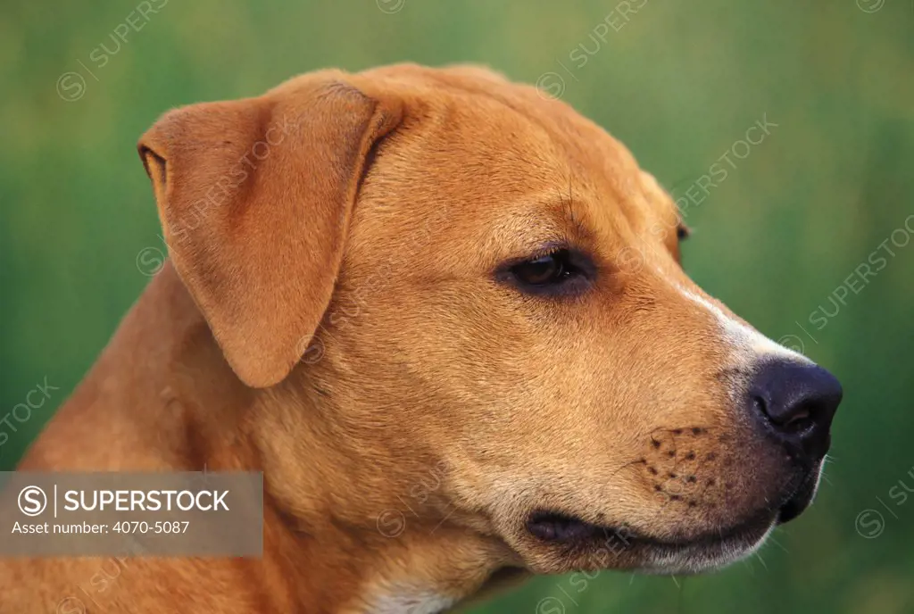 Domestic dog, head profile of Pit Bull terrier puppy. The Pit Bull Terrier is a breed banned in many countries. 