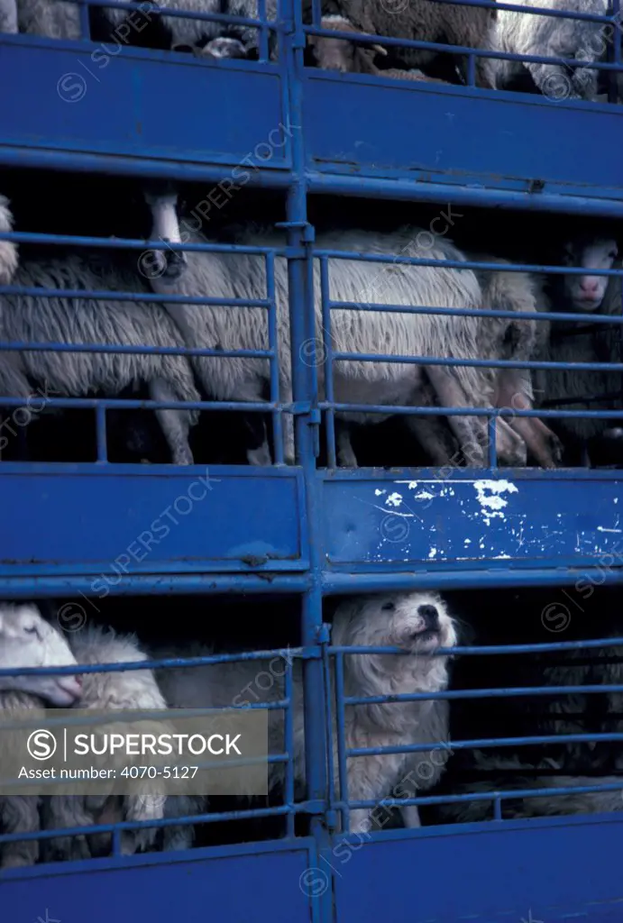 Domestic dog in pen with sheep being transported on trucks.