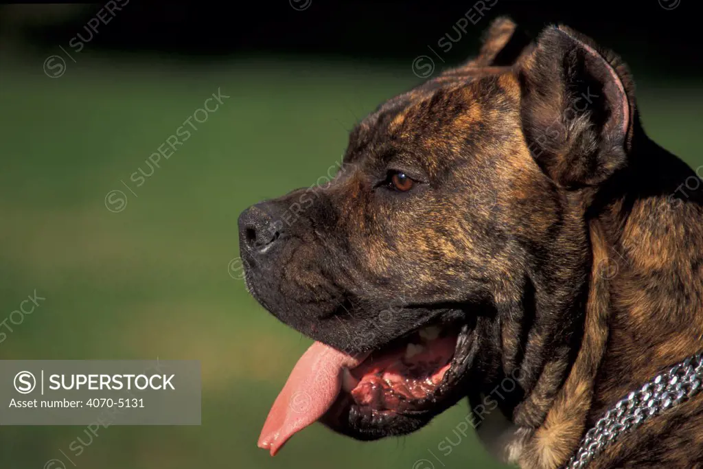 Domestic dog, Pit Bull Terrier profile. The Pit Bull Terrier breed is banned in some countries.