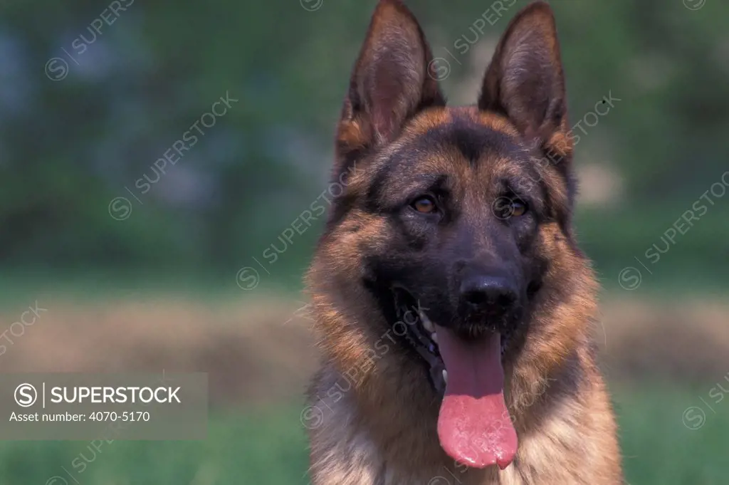 Domestic dog, Alsatian / German Shepherd portrait