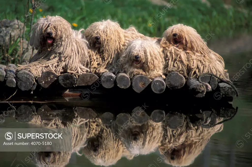 Domestic dogs, four Pulik / Hungarian Water Dogs lying together on at a pond. 