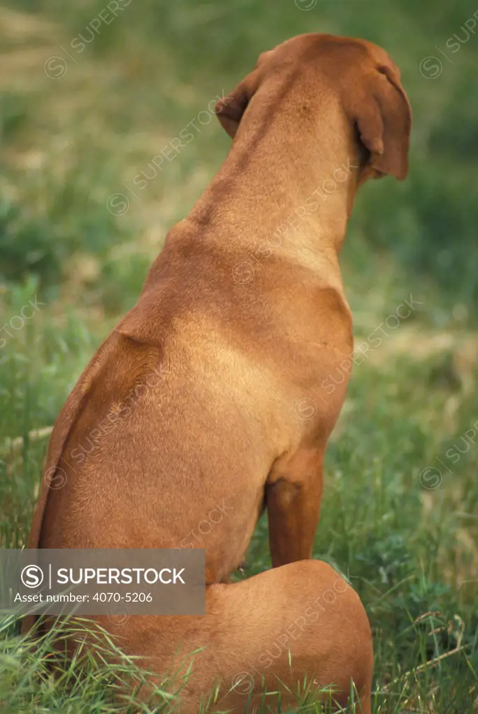 Domestic dog, Rhodesian Ridgeback, note the ridge along the spine.