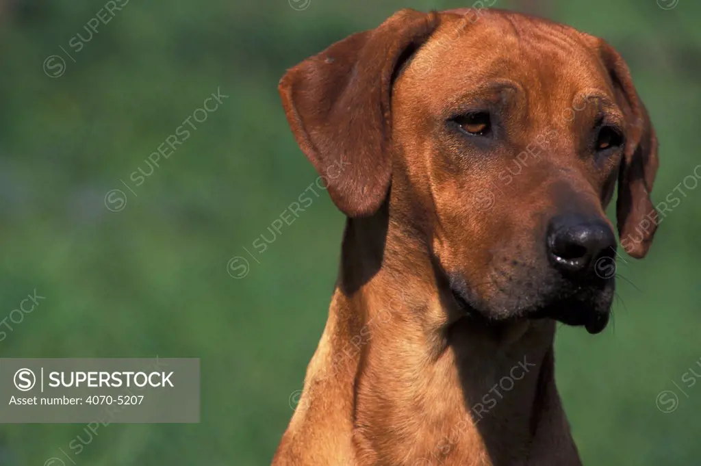 Domestic dog, Rhodesian Ridgeback portrait