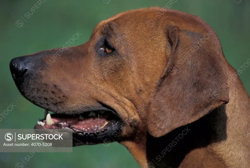 Domestic dog - Rhodesian Ridgeback profile