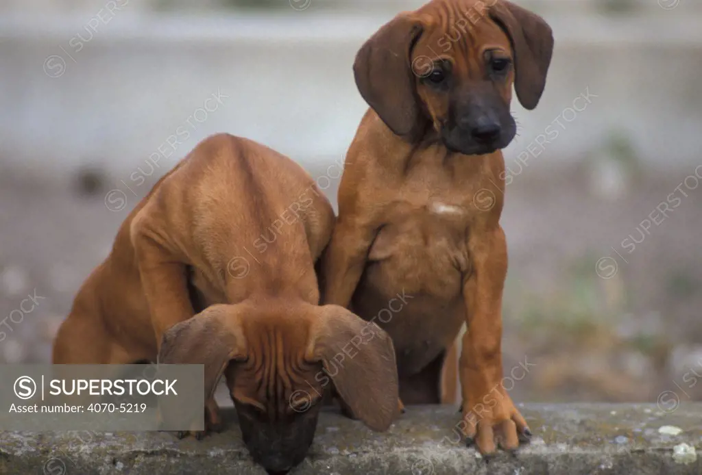 Domestic dogs, two Rhodesian Ridgeback puppies.