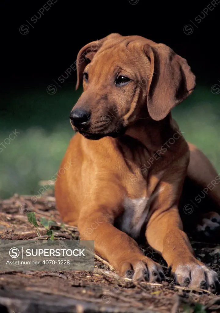 Domestic dog - Rhodesian Ridgeback puppy 
