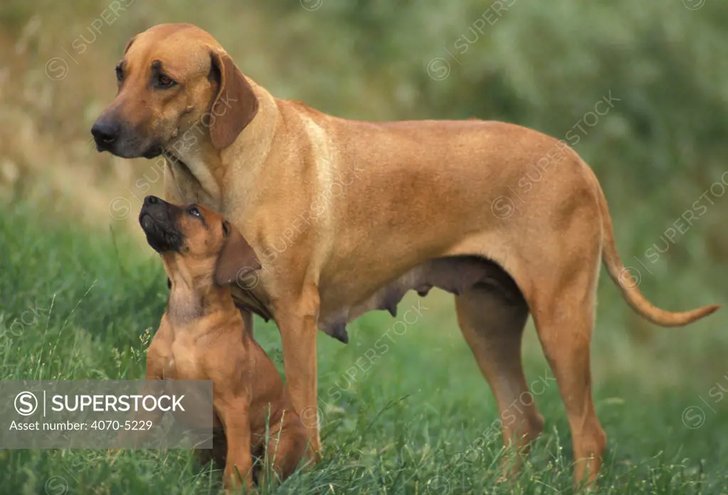 Domestic dog, Rhodesian Ridgeback mother with playful pup.