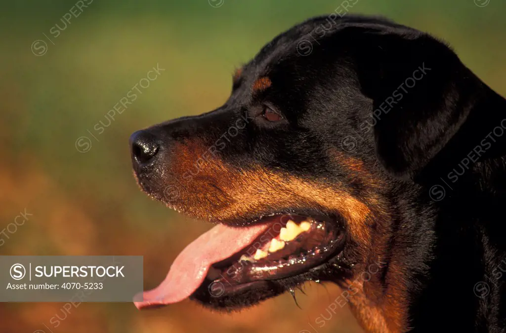 Domestic dog, Rottweiler profile