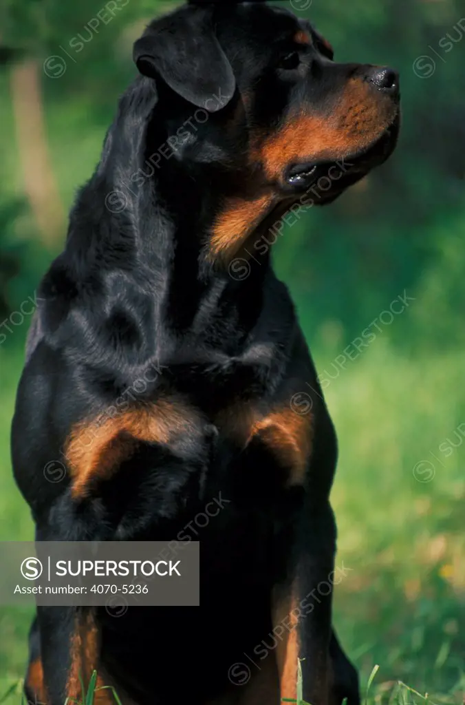 Domestic dog, Rottweiler looking to one side
