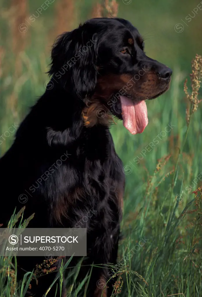 Domestic dog, Gordon Setter in tall grass.