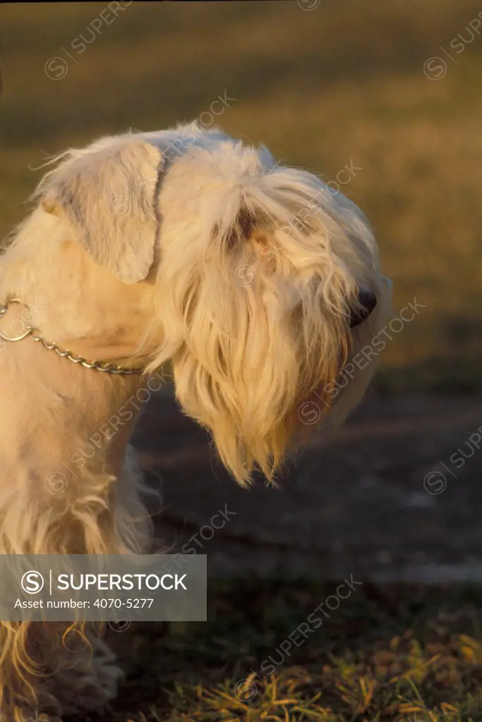 Domestic dog, Sealyham Terrier portrait