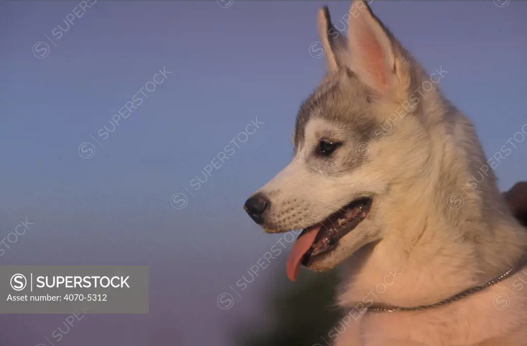 Domestic dog, juvenile Siberian Husky profile