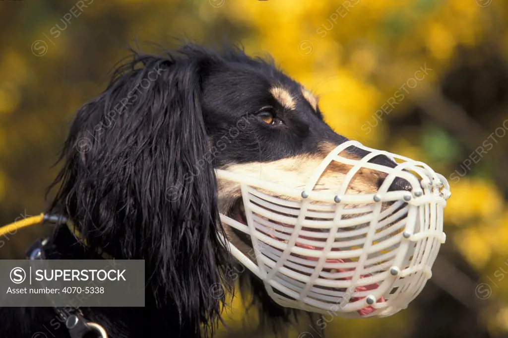 Domestic dog, Saluki panting through a muzzle