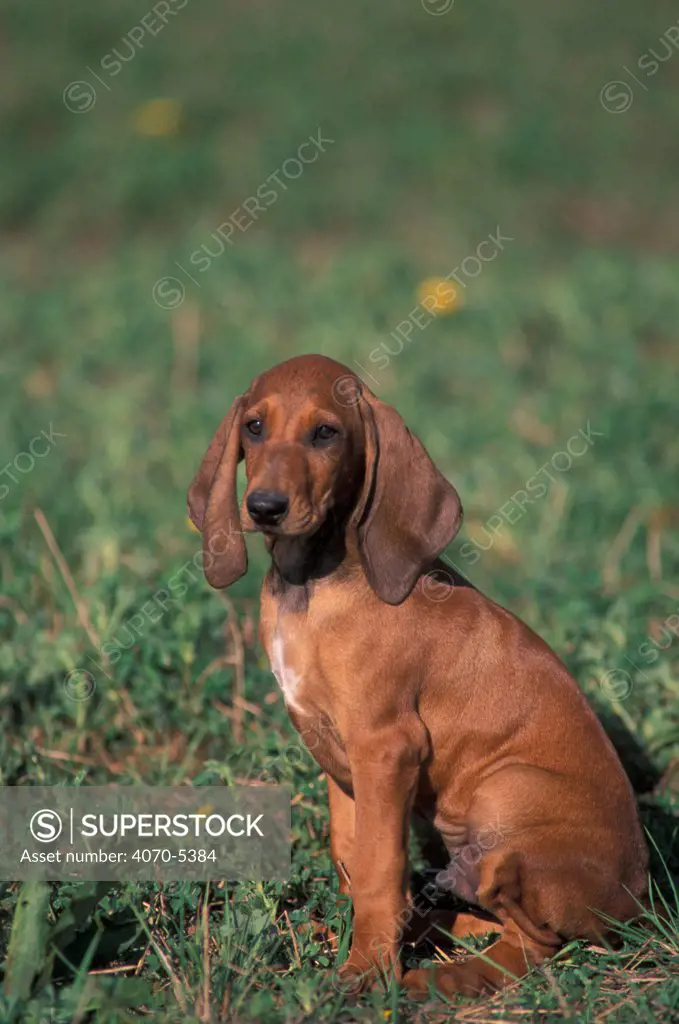 Domestic dog - smooth / short-haired Segugio Italiano hound puppy portrait