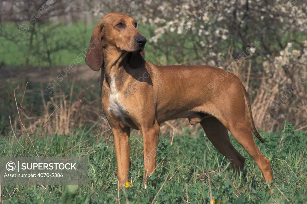 Domestic dog - smooth / short-haired Segugio Italiano hound portrait