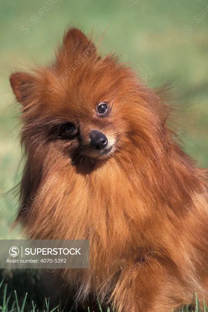 Domestic dog - Pomeranian with head cocked to one side.