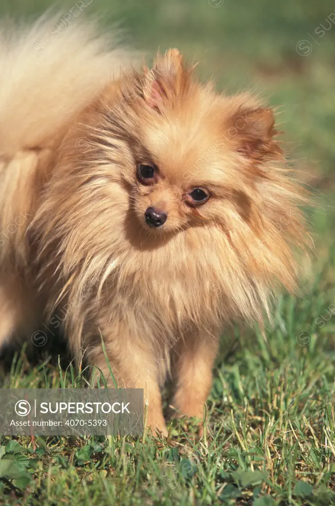 Domestic dog, German Spitz (Klein) portrait with head cocked to one side.