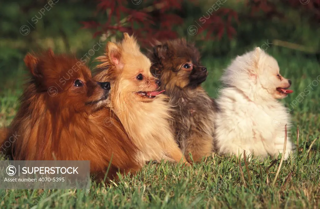 Domestic dogs, German Spitz (Klein) with puppies of various colours.