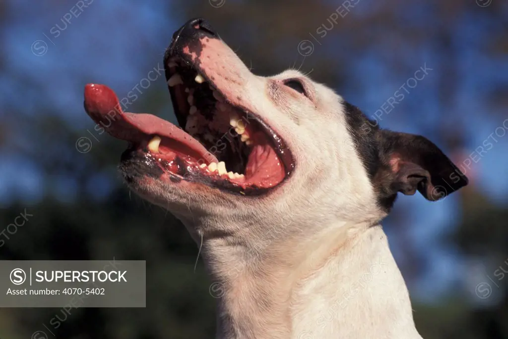 Domestic dog, excited Staffordshire Bull Terrier panting and looking up.