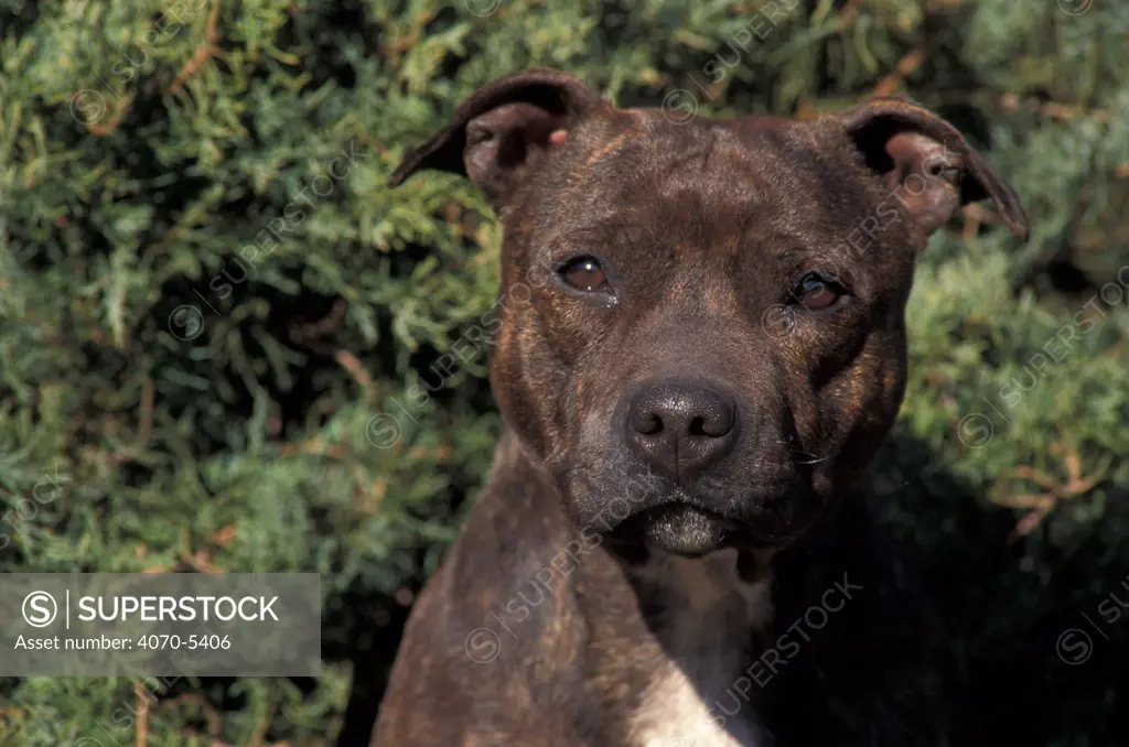 Domestic dog - Staffordshire Bull Terrier portrait